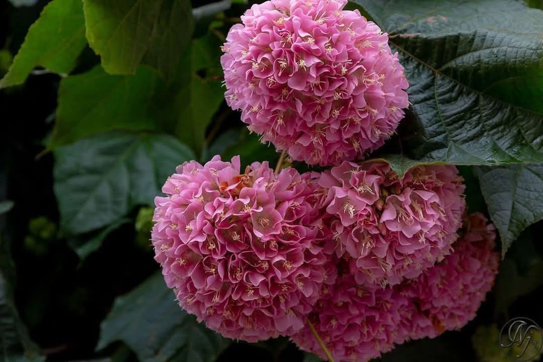 FB_IMG_1740752297643