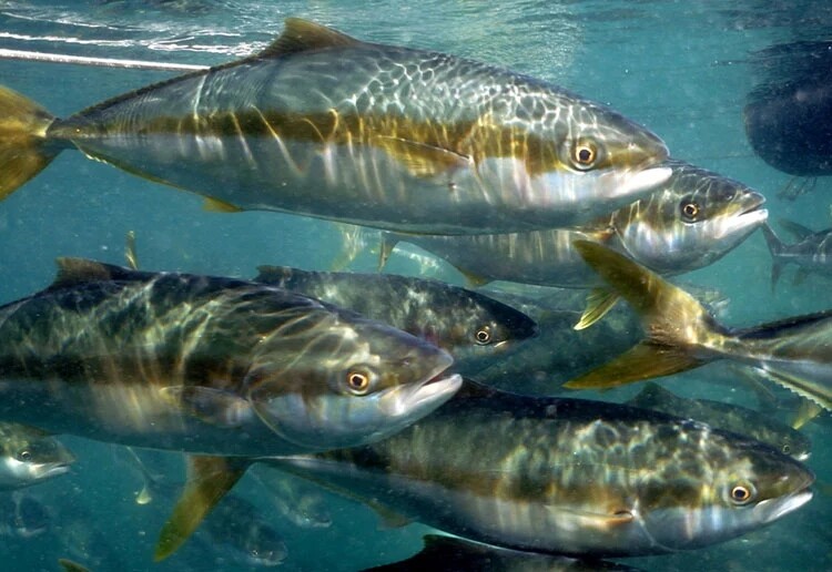 Việt Nam là quốc gia đầu tiên trên thế giới làm được việc này, Trung Quốc và Nhật Bản vẫn chưa thành công- Ảnh 3. Việt Nam là quốc gia đầu tiên trên thế giới làm được việc này, Trung Quốc và Nhật Bản vẫn chưa thành công- Ảnh 3.