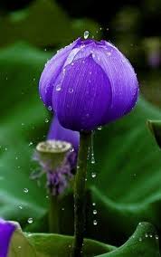 17295596755149061388597338124973