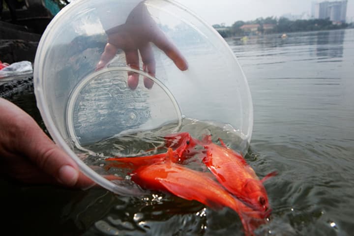 tha-ca-chep-06355124