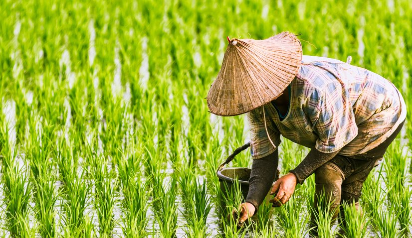 Việt Nam vượt Thái Lan, trở thành nhà xuất khẩu gạo lớn thứ 2 thế giới- Ảnh 3.