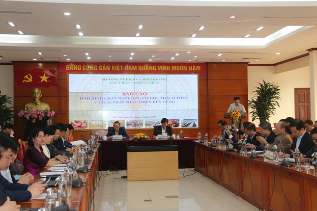 Vì sao giá lợn hơi tăng cao bất thường?- Ảnh 3.