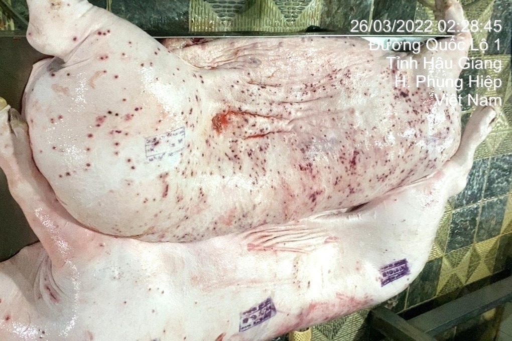 Doanh thu ở Việt Nam của C.P. Foods giảm 17% khiến doanh thu toàn cầu giảm dù thị trường Trung Quốc bật tăng 36%- Ảnh 2. Doanh thu ở Việt Nam của C.P. Foods giảm 17% khiến doanh thu toàn cầu giảm dù thị trường Trung Quốc bật tăng 36%- Ảnh 2.