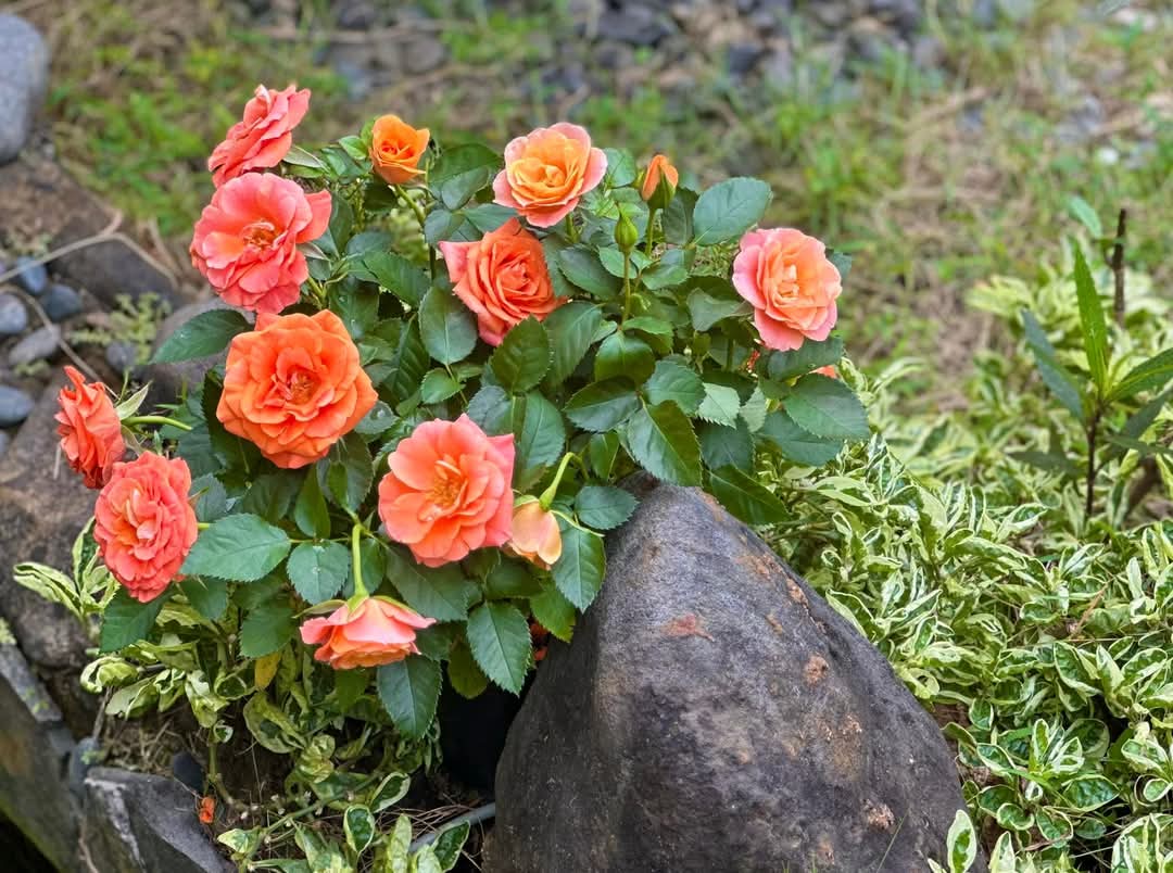 FB_IMG_1738254939490