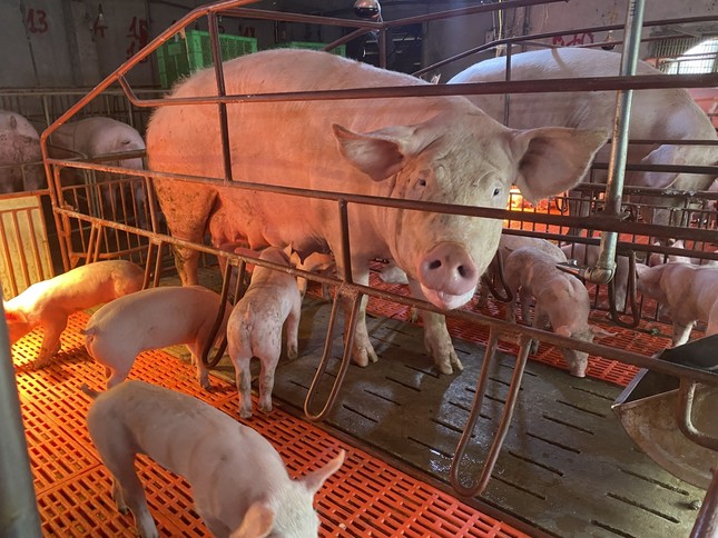 Vì sao giá lợn hơi tăng cao bất thường?- Ảnh 4.