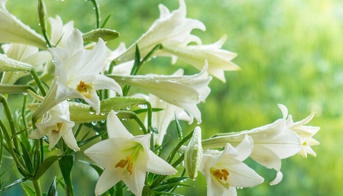 cham-soc-hoa-loa-ken