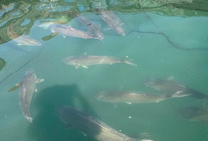 Việt Nam là quốc gia đầu tiên trên thế giới làm được việc này, Trung Quốc và Nhật Bản vẫn chưa thành công- Ảnh 2. Việt Nam là quốc gia đầu tiên trên thế giới làm được việc này, Trung Quốc và Nhật Bản vẫn chưa thành công- Ảnh 2.