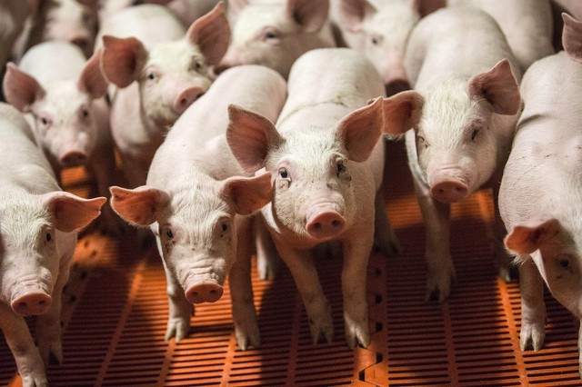 Nghe lời tác giả ‘Cha giàu, cha nghèo’, một luật sư bỏ nghề về chăn lợn kiếm 50 nghìn tỷ đồng mỗi năm, vực dậy nghề nuôi heo gia truyền suốt 6 đời- Ảnh 4. Nghe lời tác giả ‘Cha giàu, cha nghèo’, một luật sư bỏ nghề về chăn lợn kiếm 50 nghìn tỷ đồng mỗi năm, vực dậy nghề nuôi heo gia truyền suốt 6 đời- Ảnh 4.