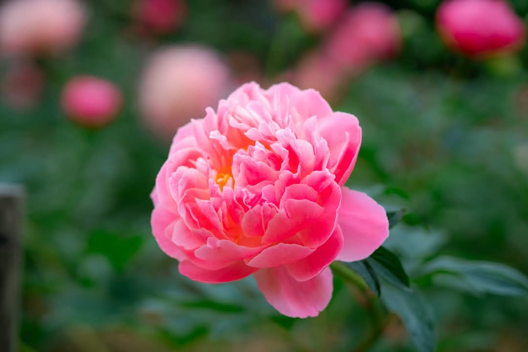 FB_IMG_1743502118612