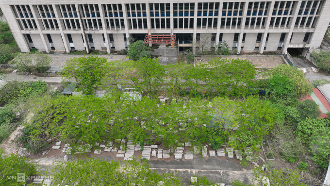 Cỏ mọc um tùm quanh dự án. Ảnh: Thanh Hải