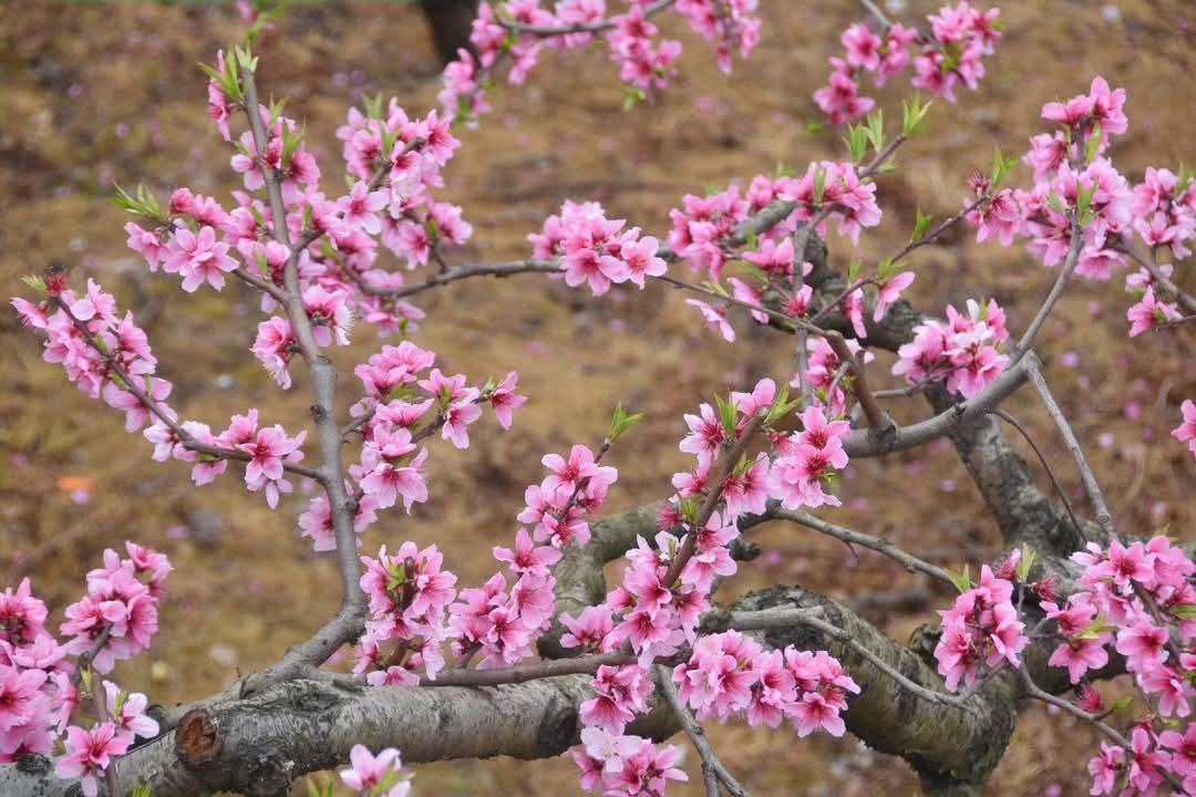 FB_IMG_1739615372443