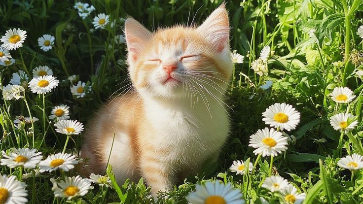 36036279ace66aa1d886322fd7d633a4